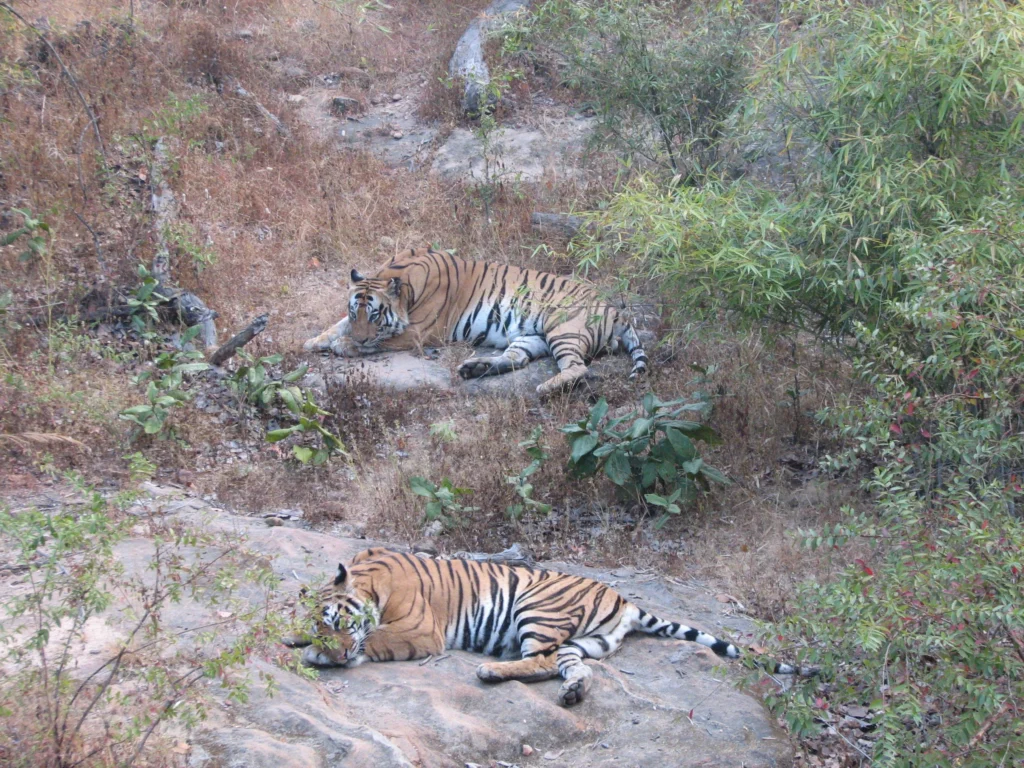 Bandhavgarh National Park