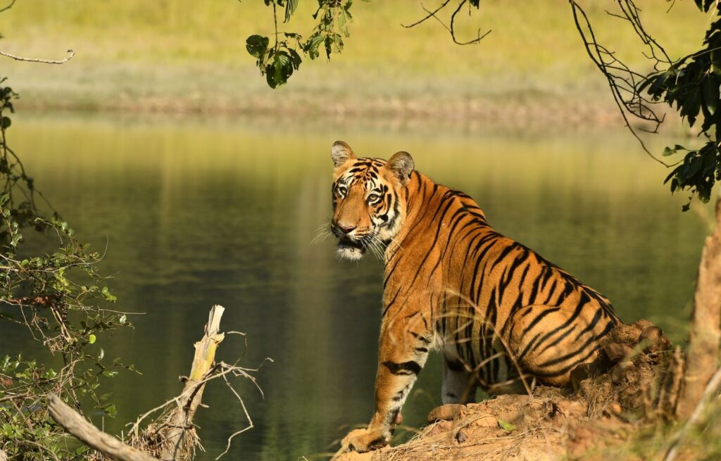 Pench National Park