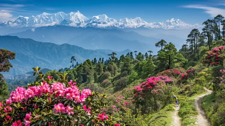 Rhododendrons blossom and Panoramic view of Kanchenjunga and Everest range from Sandakphu Trek in West Bengal